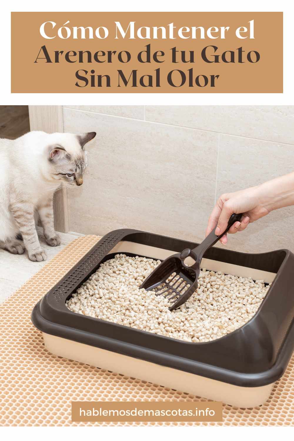 Cómo Mantener el Arenero de tu Gato Sin Mal Olor