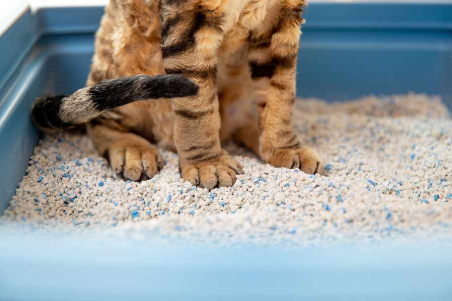 Cómo Mantener el Arenero de tu Gato Sin Mal Olor