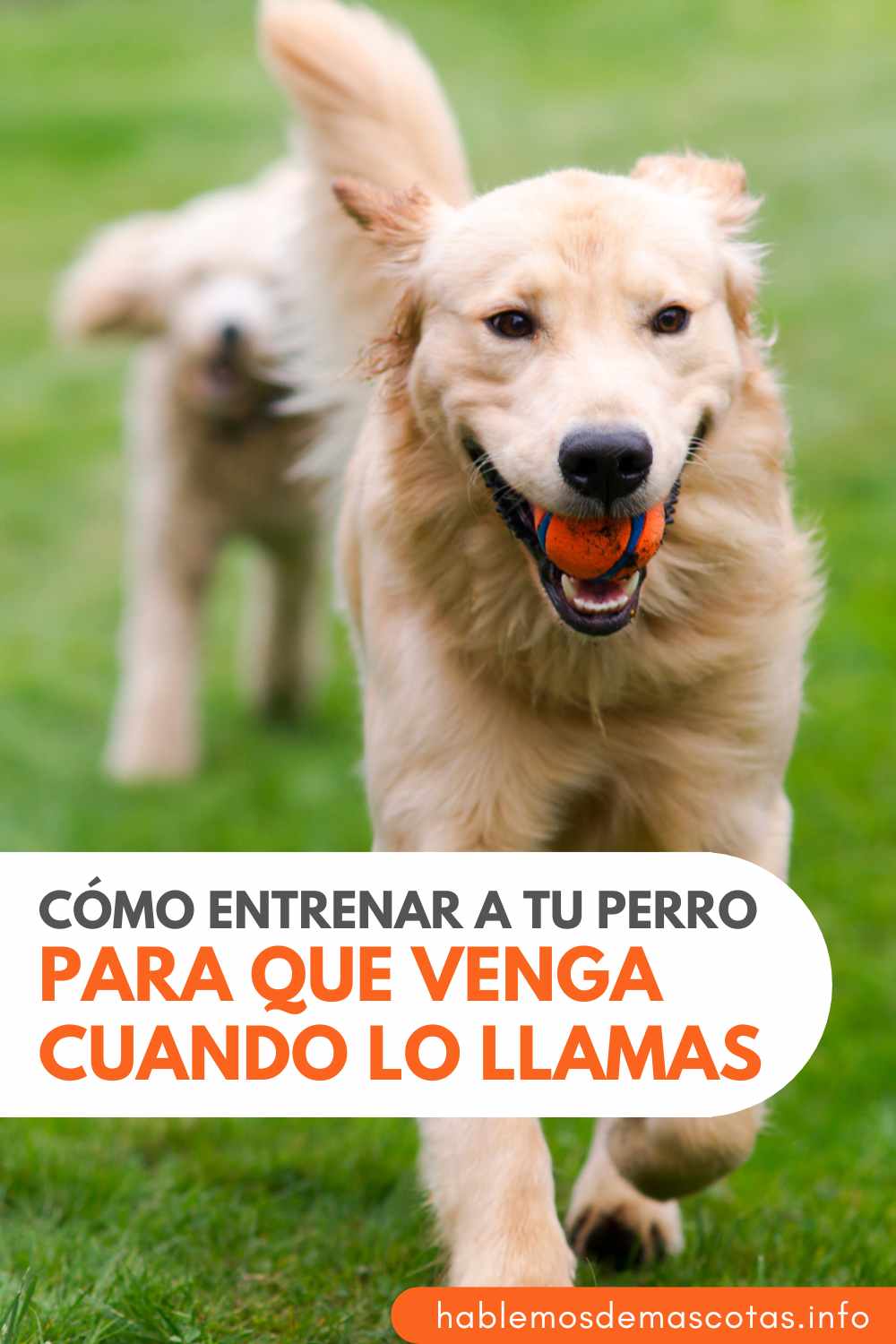 Cómo entrenar a tu perro para que venga cuando lo llamas