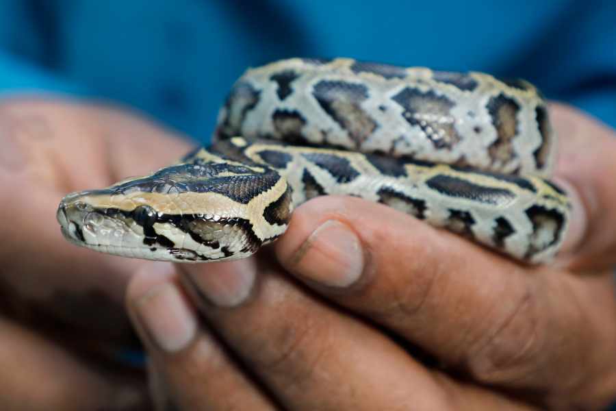 Cómo manipular correctamente a tu serpiente mascota