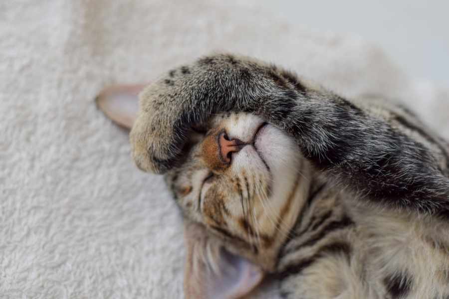 Consejos y trucos inteligentes para un gato feliz