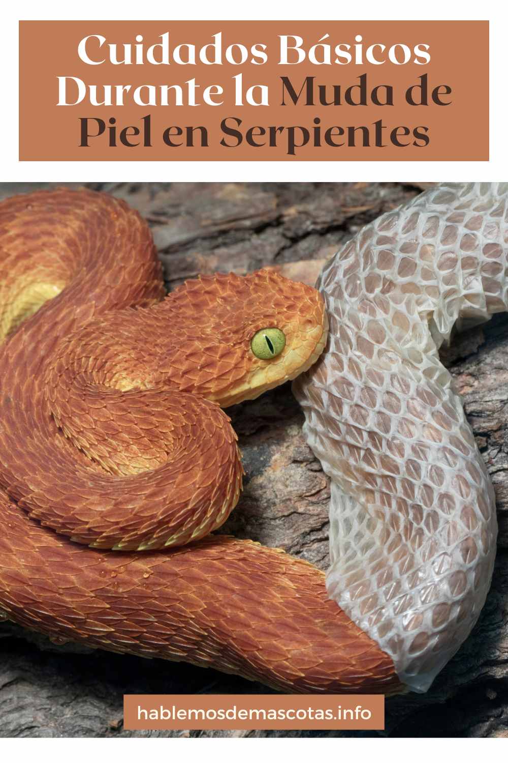 Cuidados Básicos Durante la Muda de Piel en Serpientes
