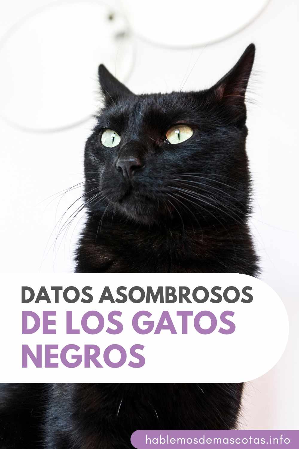 Datos Asombrosos de los Gatos Negros
