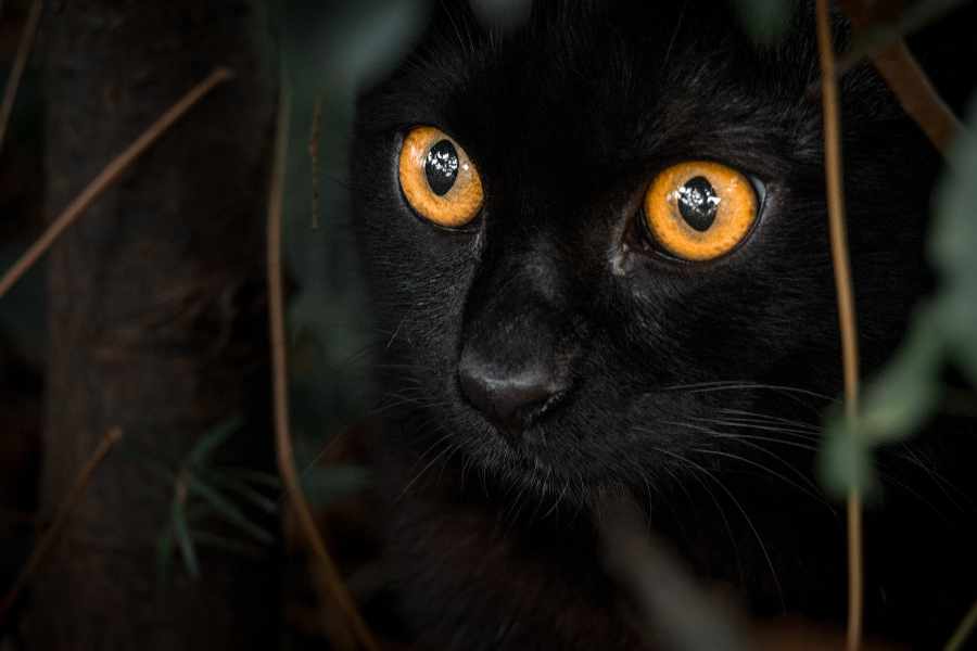 Descubre Los Secretos que Esconden los Gatos Negros