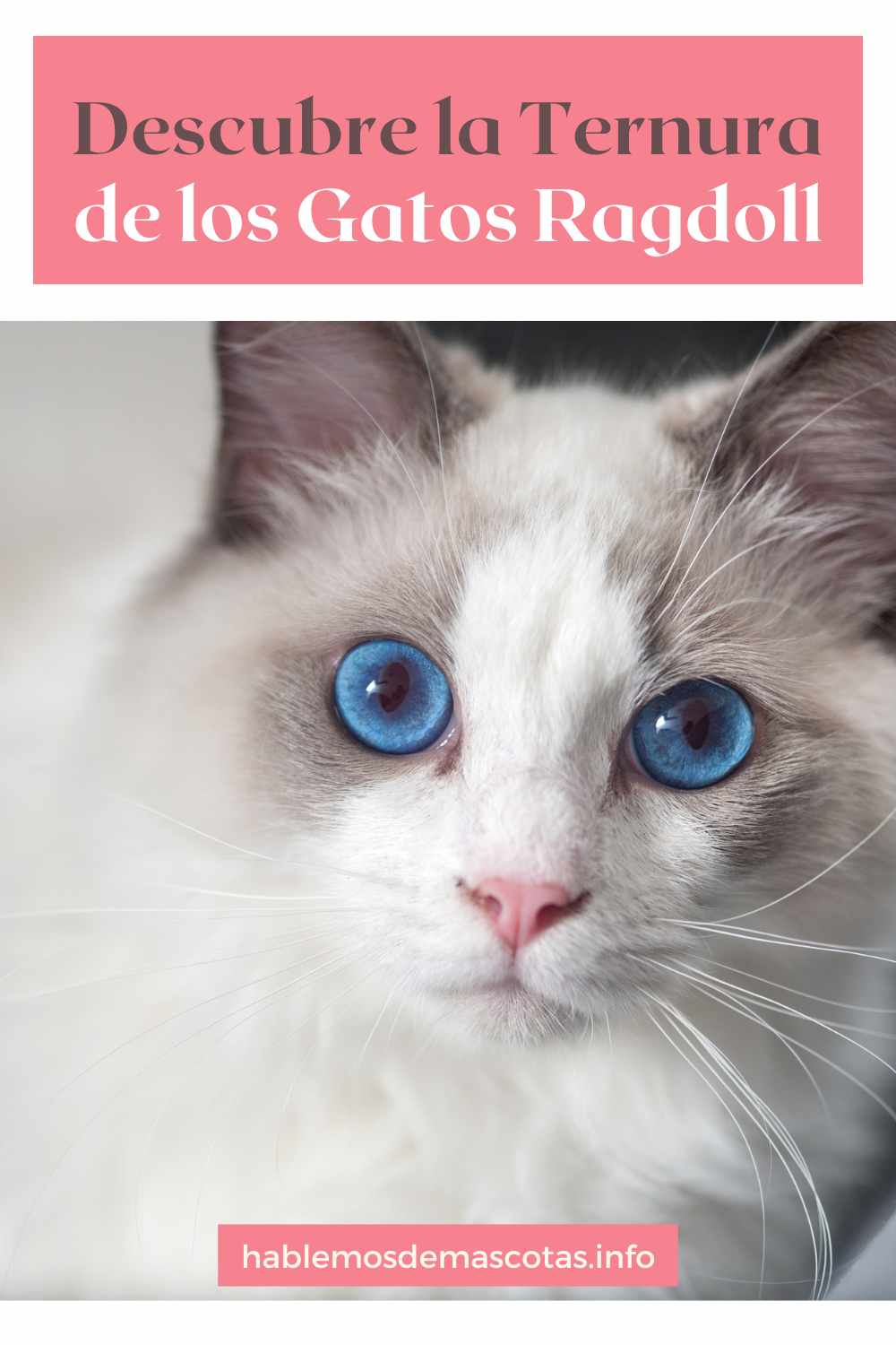 Descubre la Ternura de los Gatos Ragdoll
