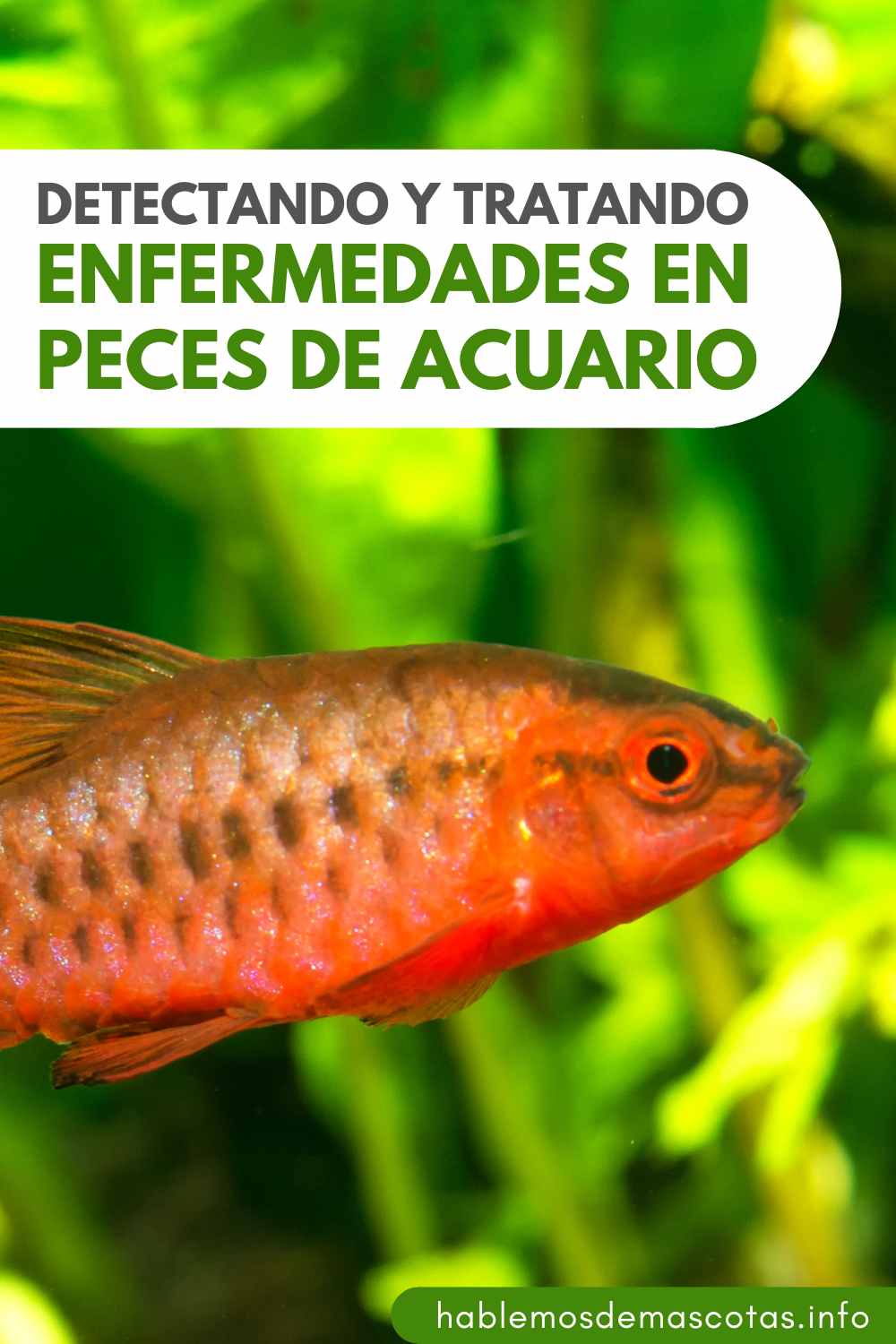 Detectando y tratando enfermedades en peces de acuario