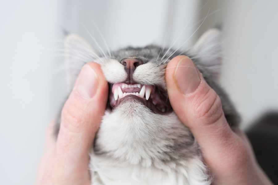 Examina los dientes
