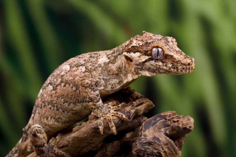 Gecko Gárgola Una Mascota Fascinante y Fácil de Cuidar
