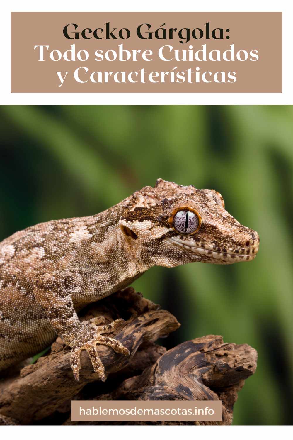 Gecko Gárgola_ Todo sobre Cuidados y Características