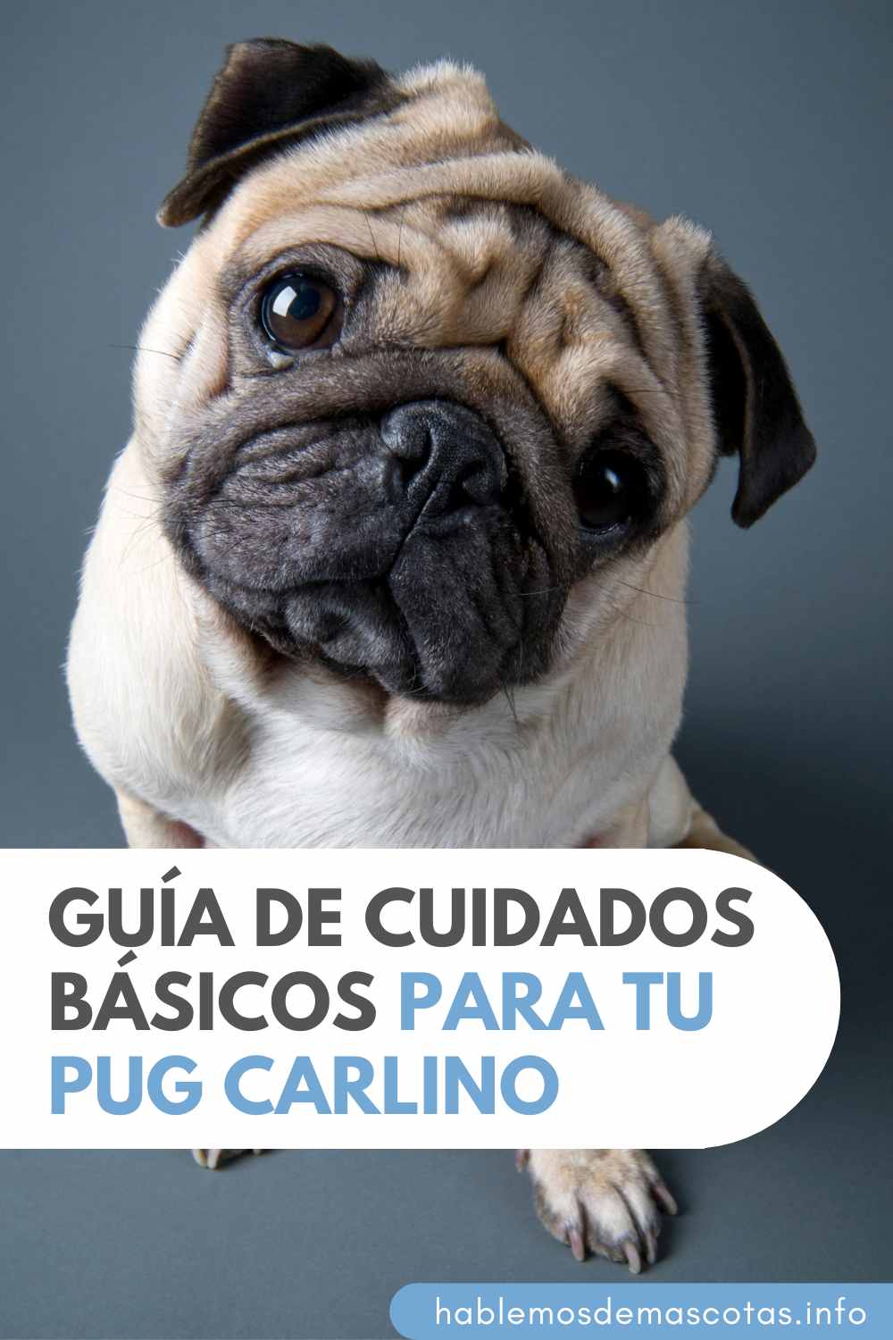 Guía de Cuidados Básicos para tu Pug Carlino