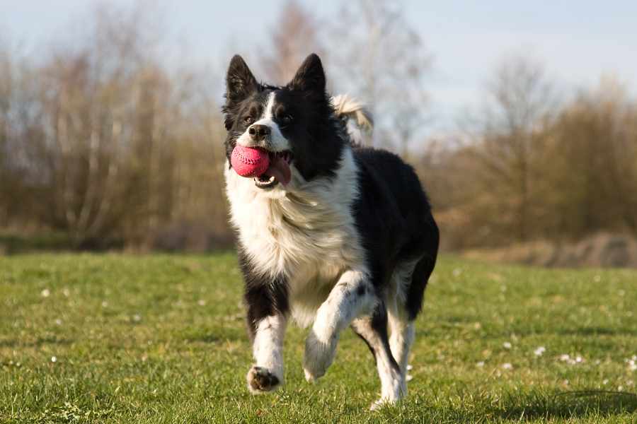 Juego al aire libre