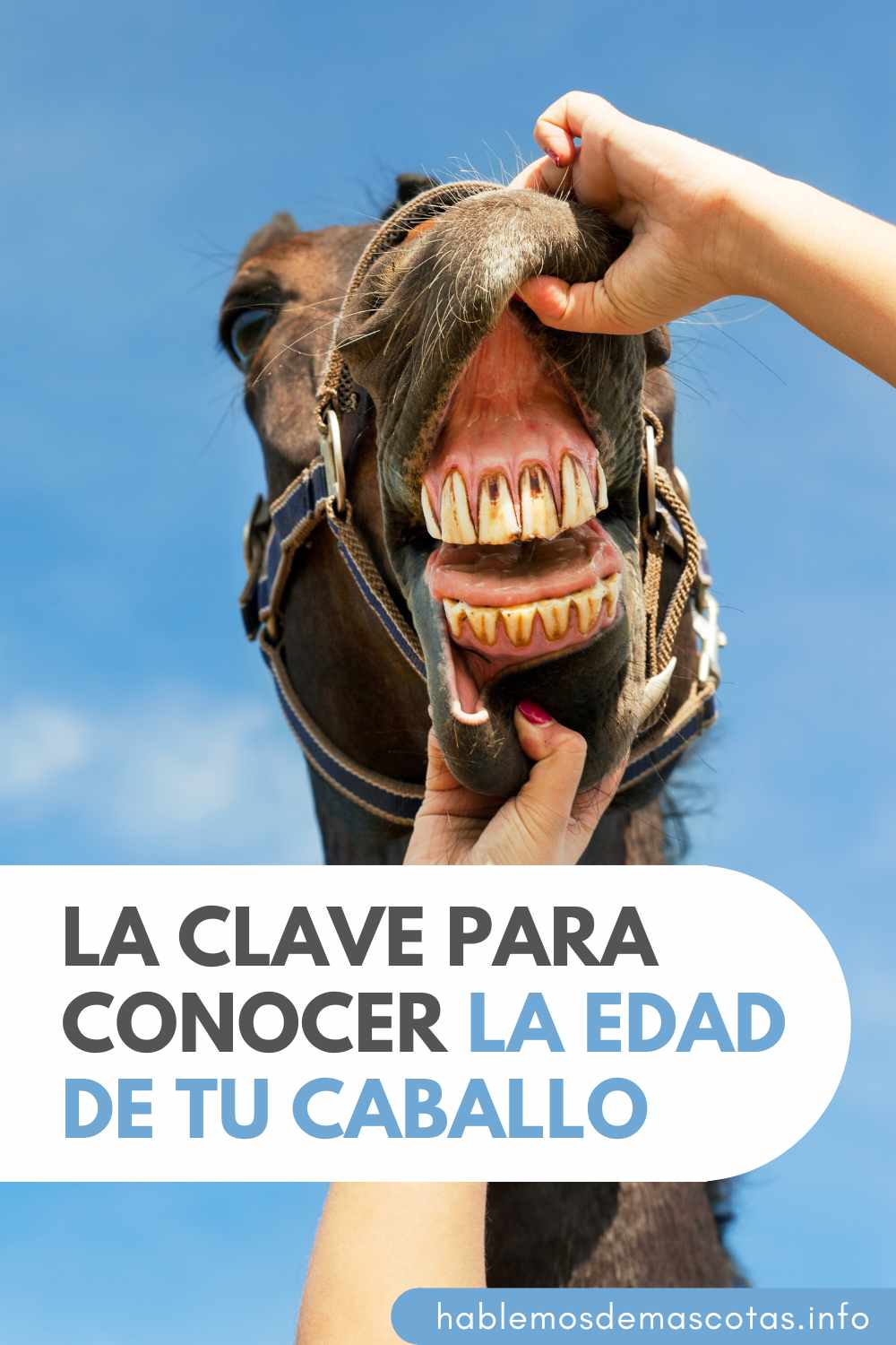 La Clave para Conocer la Edad de tu Caballo