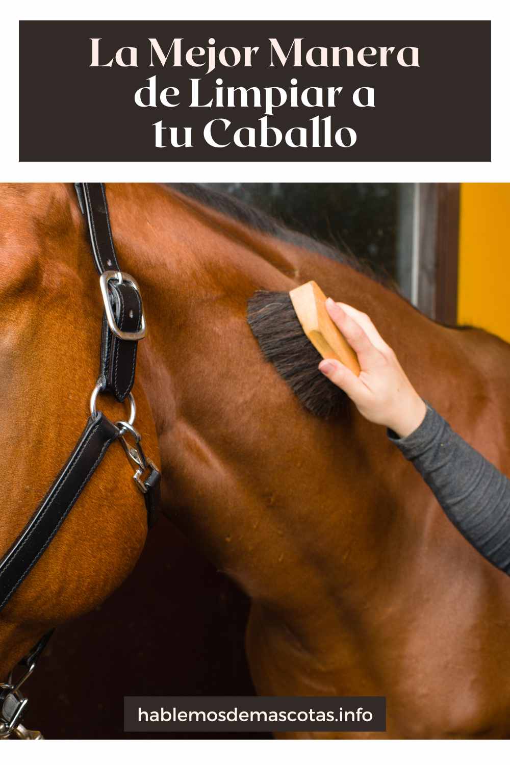 La Mejor Manera de Limpiar a tu Caballo