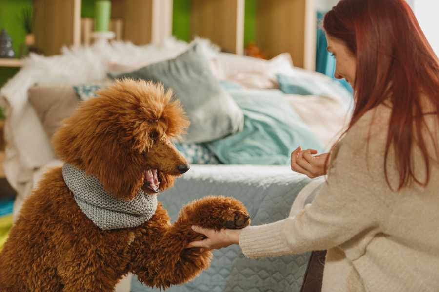 Libera la calma 10 Formas de cansar a tu perro enérgico