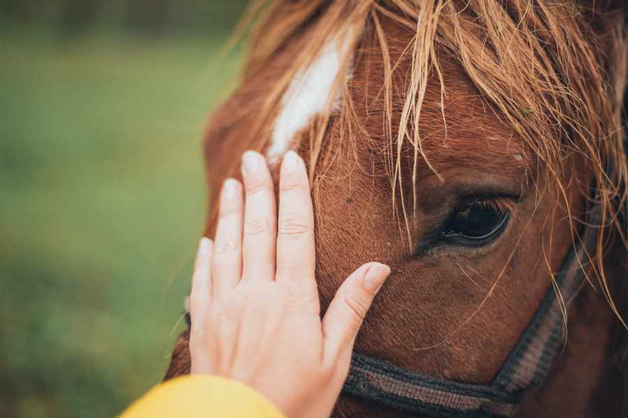 Los Mejores Consejos para Nuevos Dueños de Caballos