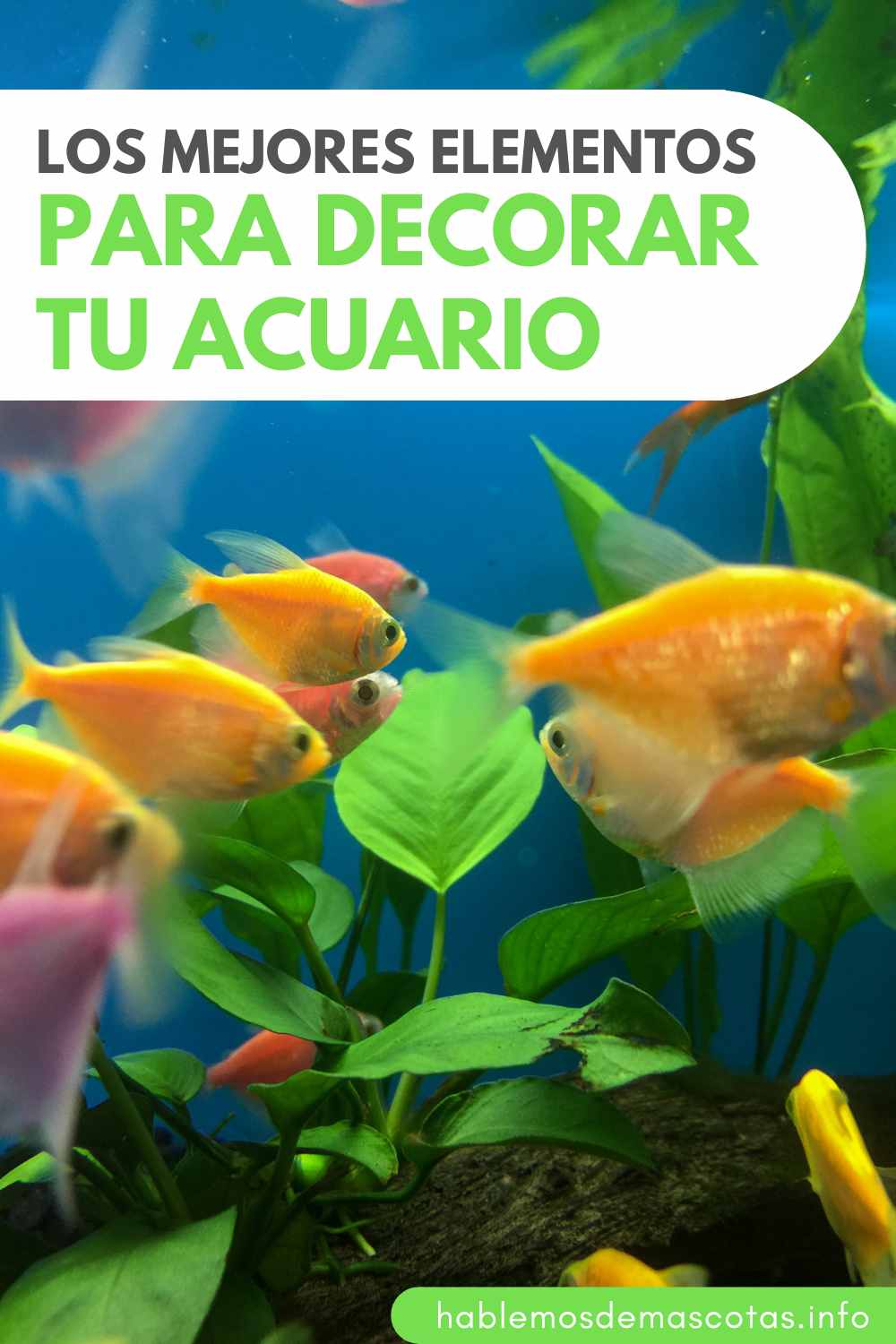 Los Mejores Elementos para decorar tu acuario