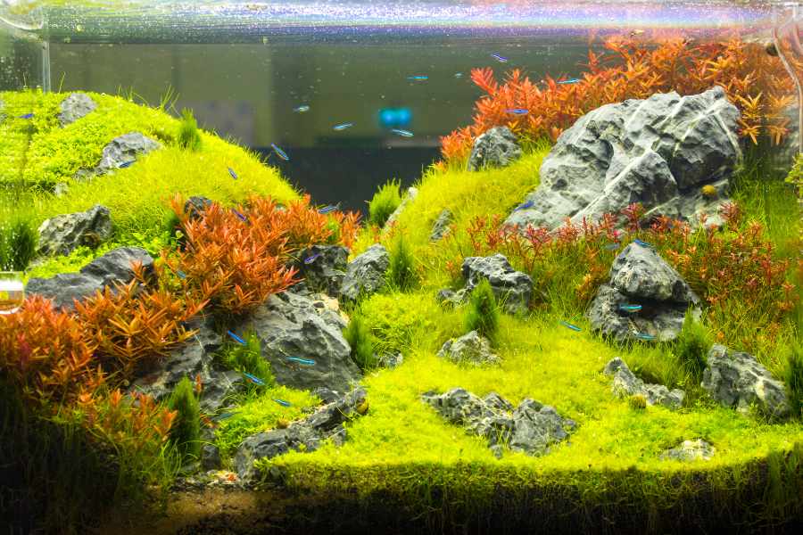 Los Mejores Elementos para decorar tu acuario