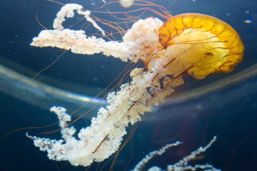Medusas como Mascotas_ Lo que Debes Saber