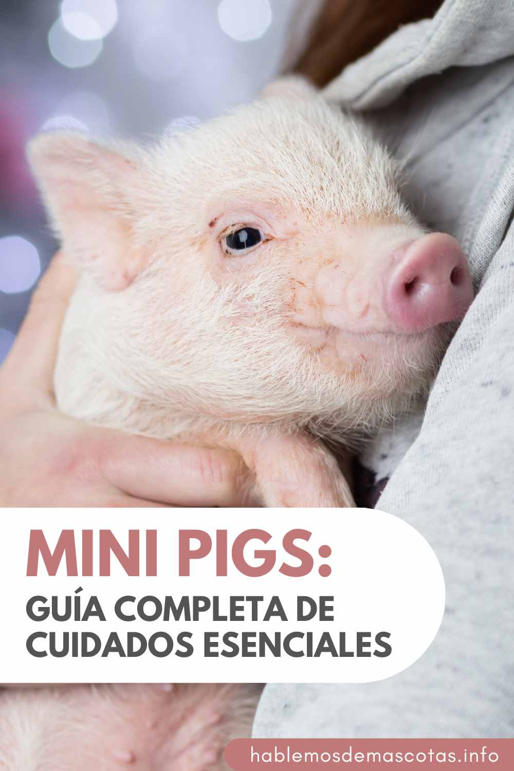 Mini Pigs_ Guía Completa de Cuidados Esenciales
