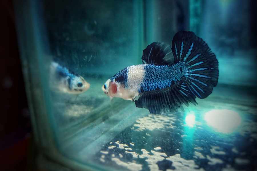 Nada con los peces_ Las 5 principales razones por las que los Bettas no sobreviven