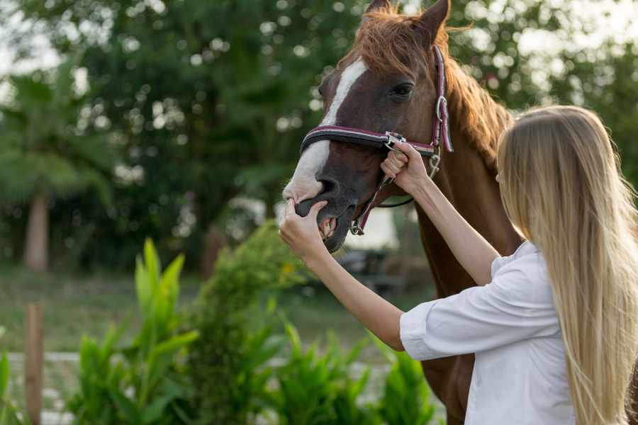 Pasos para determinar la edad de un caballo por sus dientes