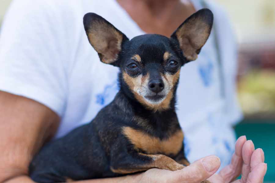 Pinscher Miniatura