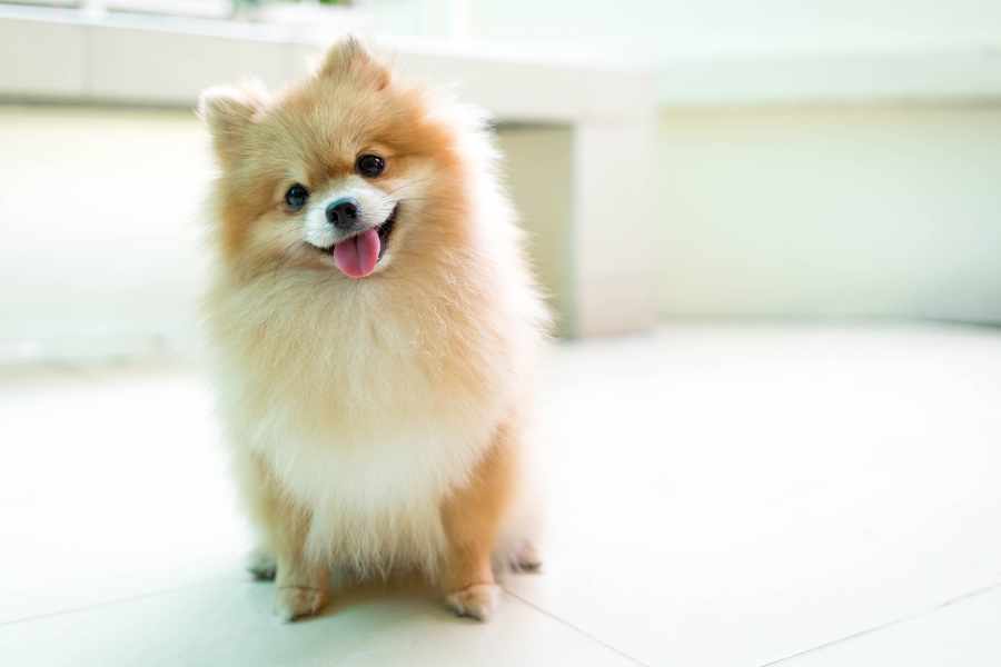 Pomerania