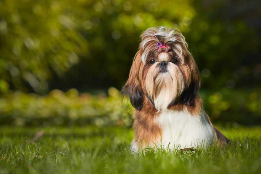 Shih Tzu