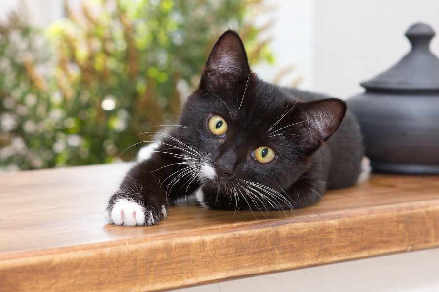Soluciones Sencillas para Problemas Felinos Comunes