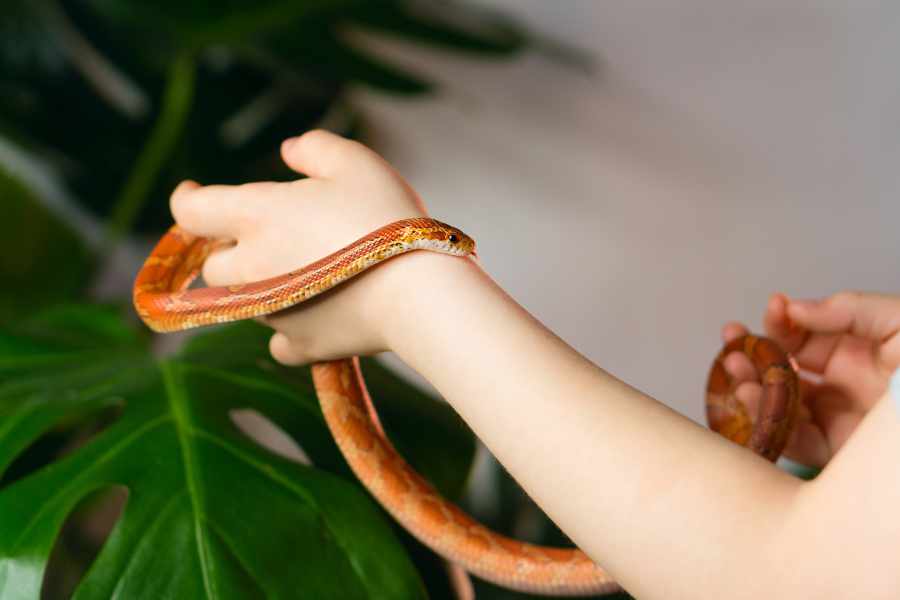 Sostener correctamente a la serpiente