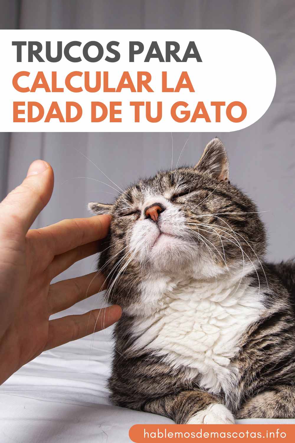 Trucos para Calcular la Edad de tu Gato