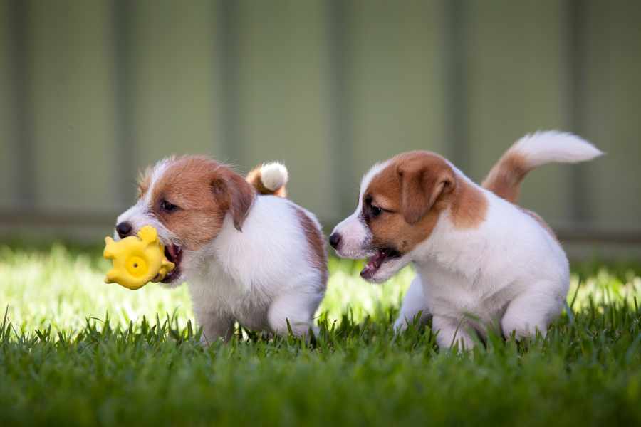 ¿Cómo debes jugar con un cachorro
