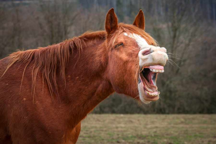 ¿Cómo son los dientes de los caballos según su edad