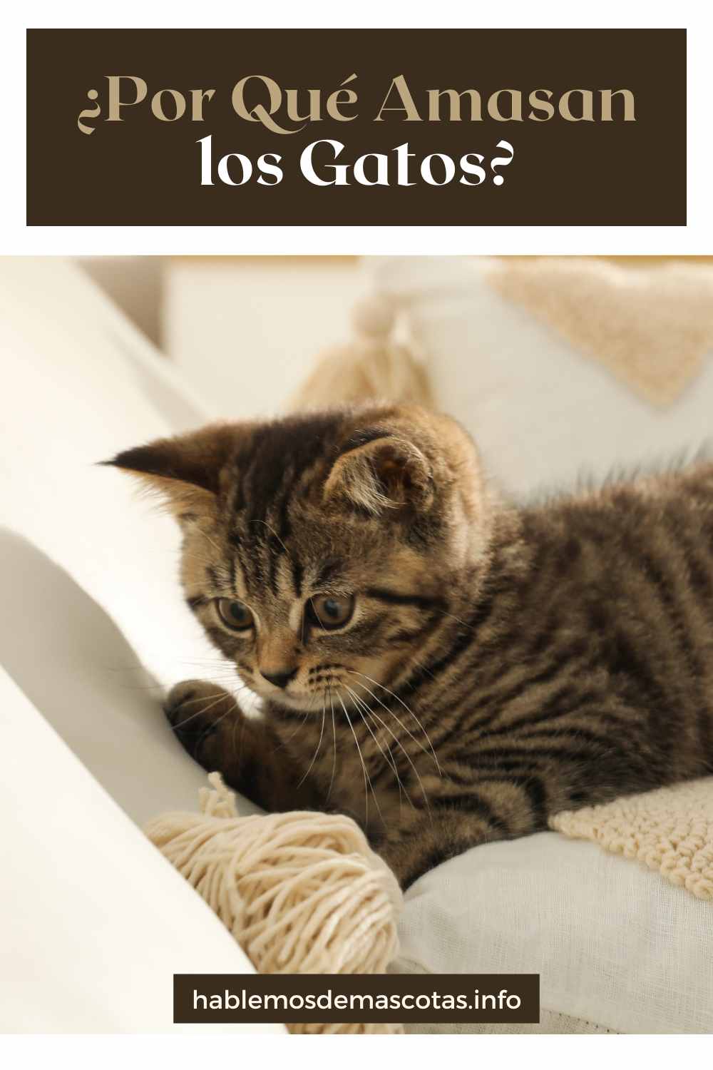 ¿Por Qué Amasan los Gatos