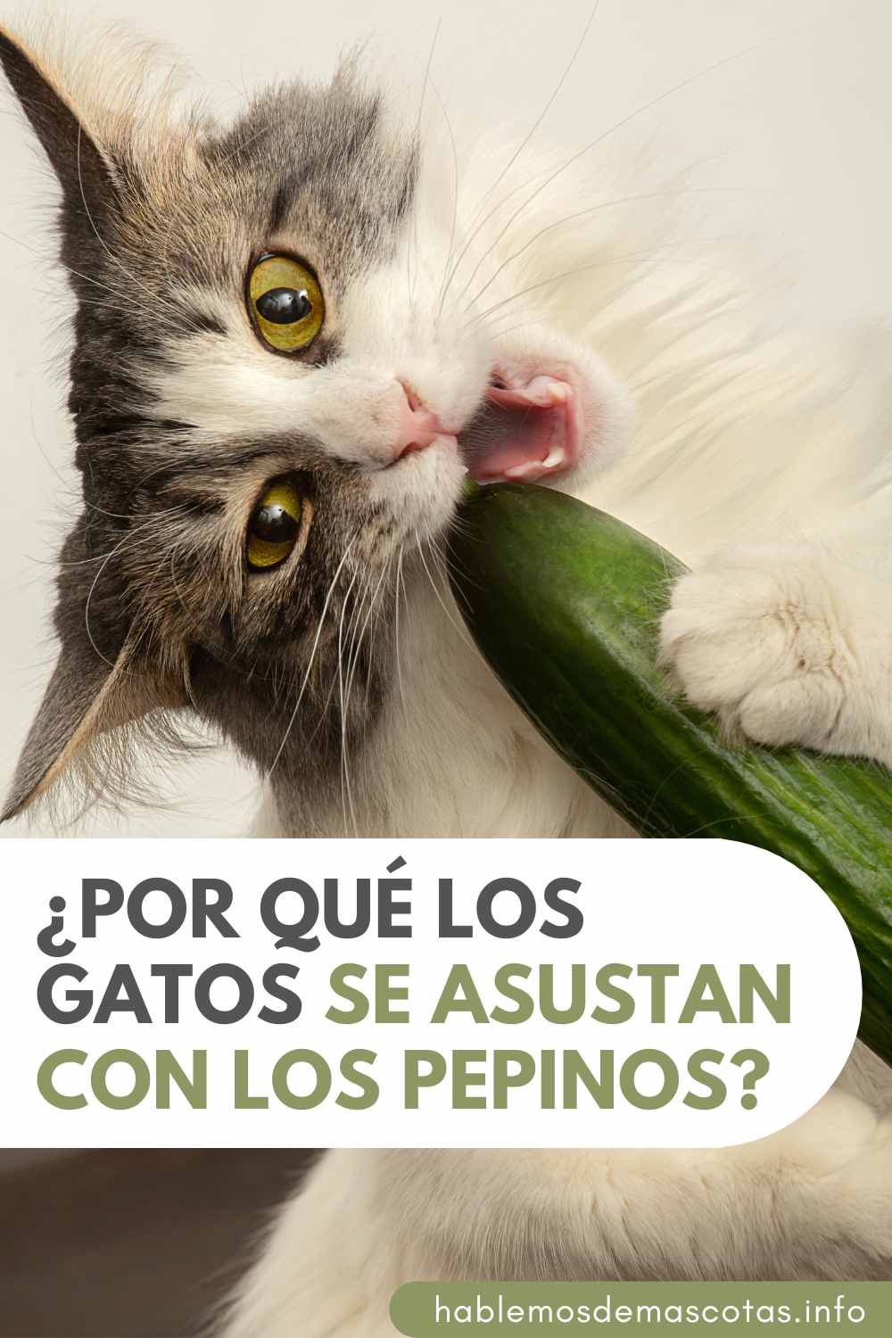 ¿Por Qué los Gatos Se Asustan con los Pepinos