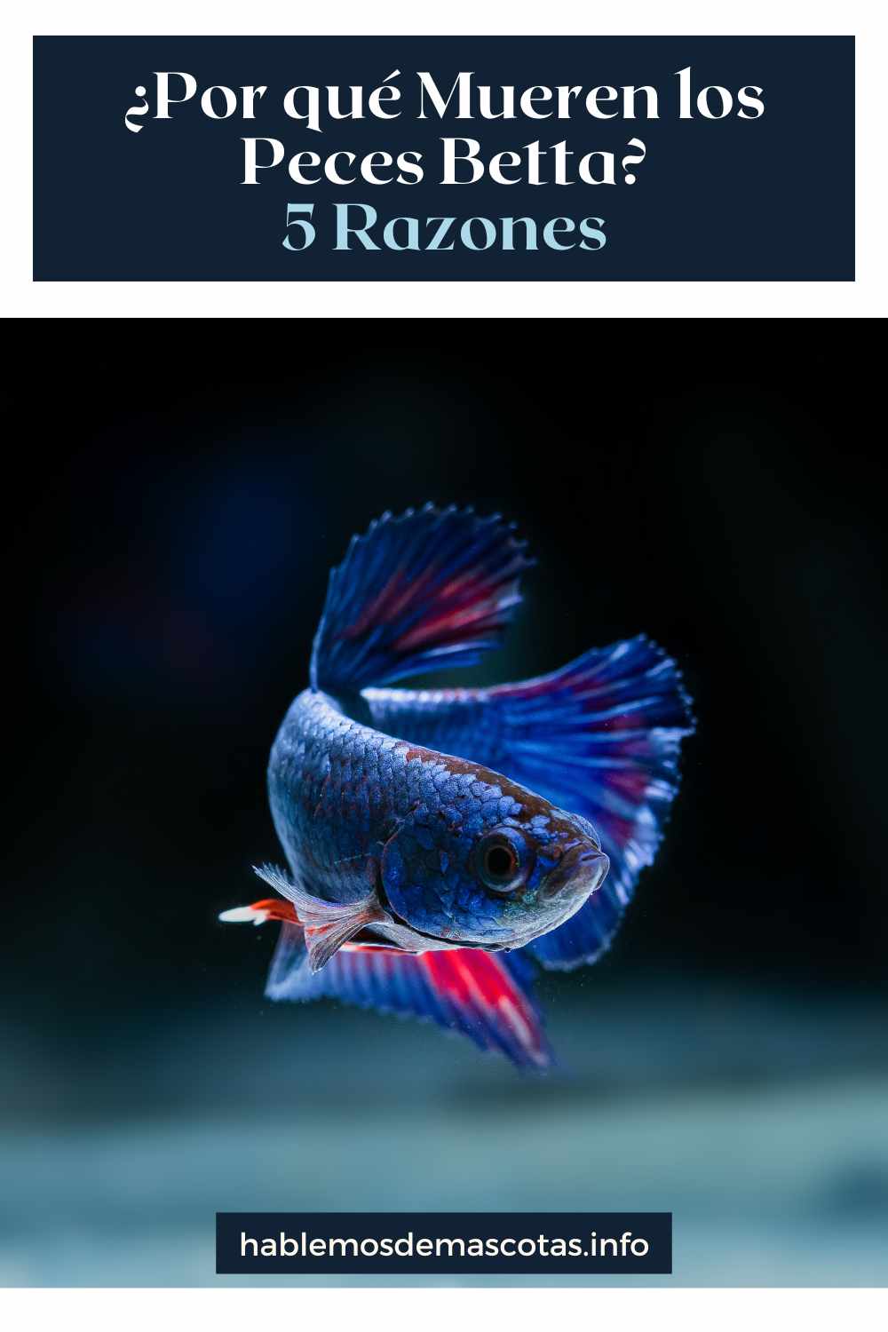 ¿Por qué Mueren los Peces Betta_ - 5 Razones