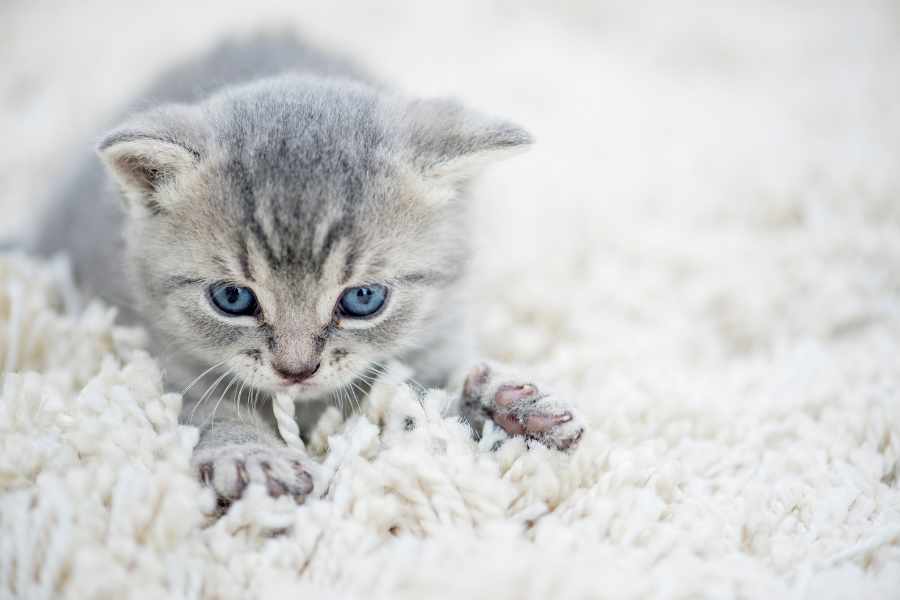 ¿Por qué ronronean los gatos mientras lo hacen