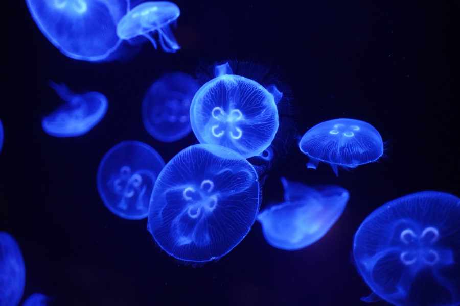 ¿Qué se necesita para tener medusas como mascotas
