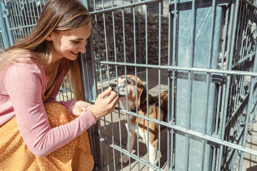 5. Adopta una mascota en un refugio o en un rescate