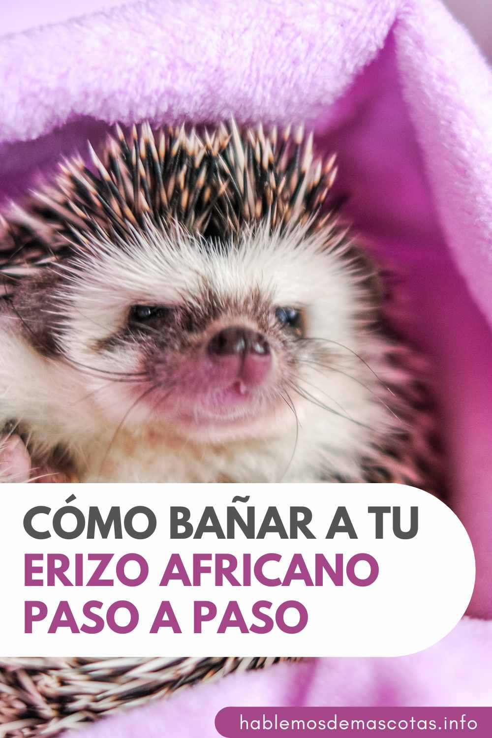 Cómo Bañar a tu Erizo Africano Paso a Paso