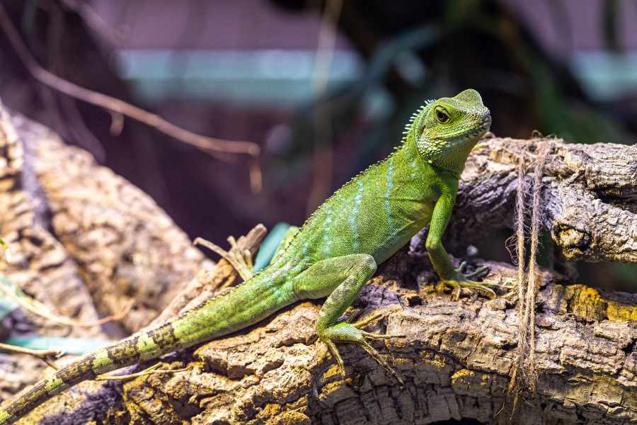 Comportamiento de la iguana verde