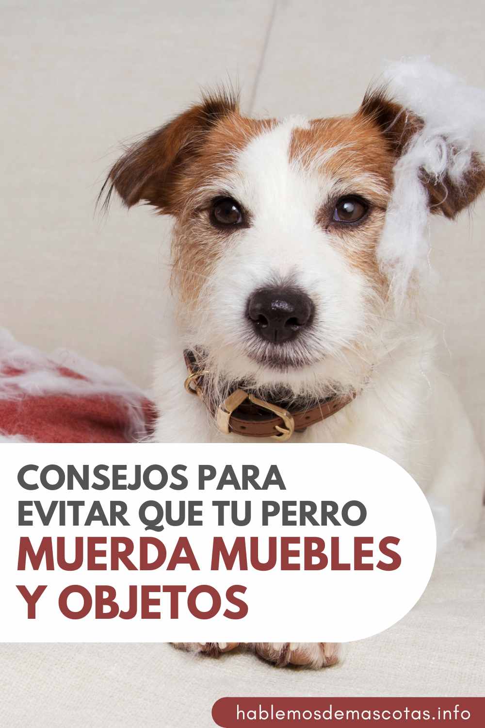 Consejos para Evitar que tu Perro Muerda Muebles y objetos