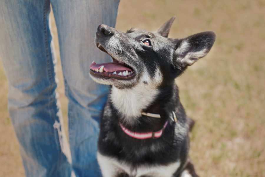 Consejos para el adiestramiento de perros mayores