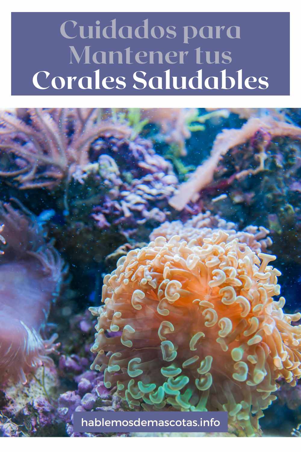 Cuidados para Mantener tus Corales Saludables