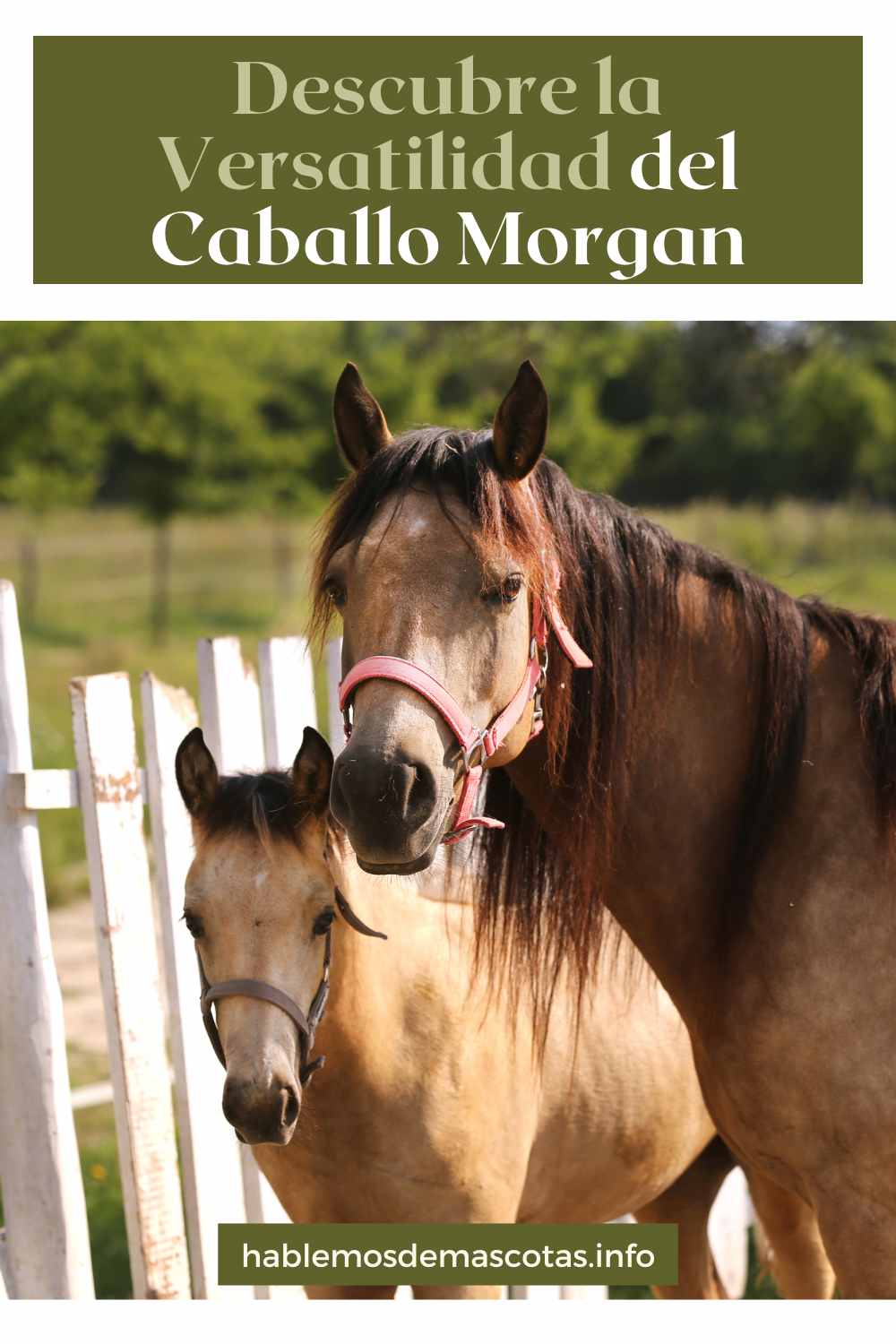 Descubre la versatilidad del Caballo Morgan