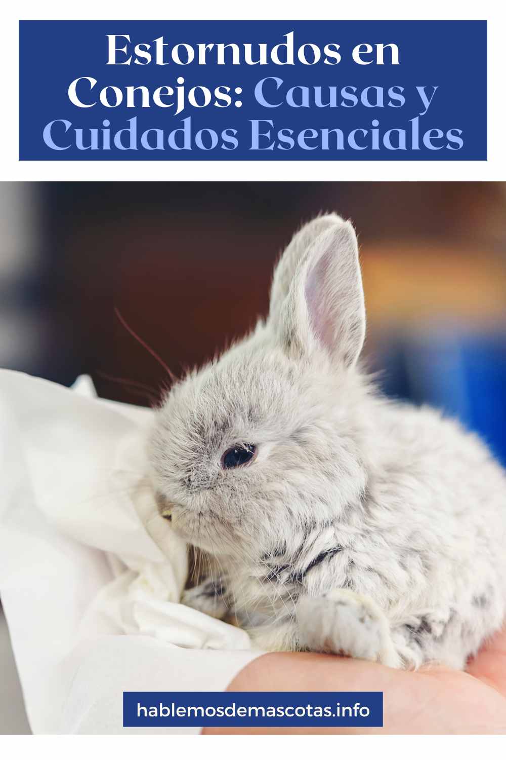 Estornudos en Conejos_ Causas y Cuidados Esenciales