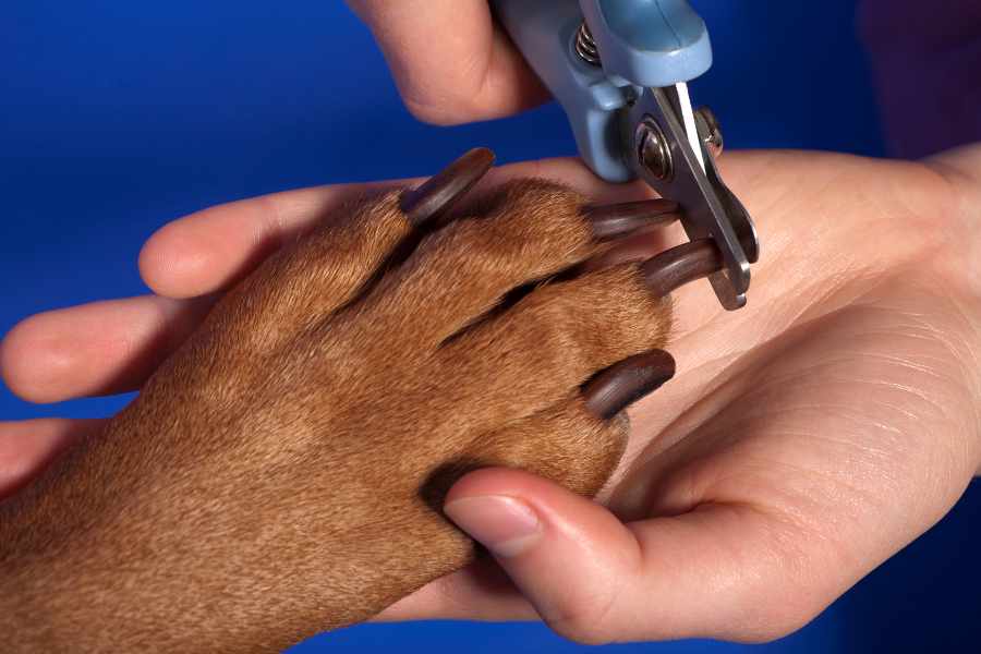 Familiarízate con la anatomía de la uña de tu perro