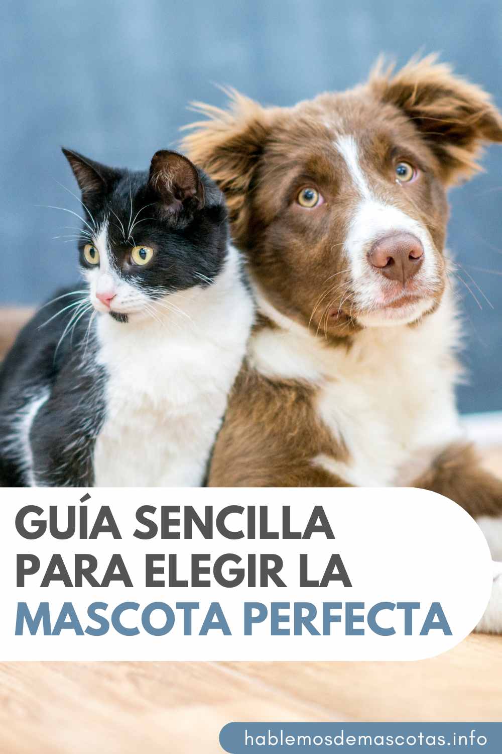 Guía Sencilla para Elegir la Mascota Perfecta