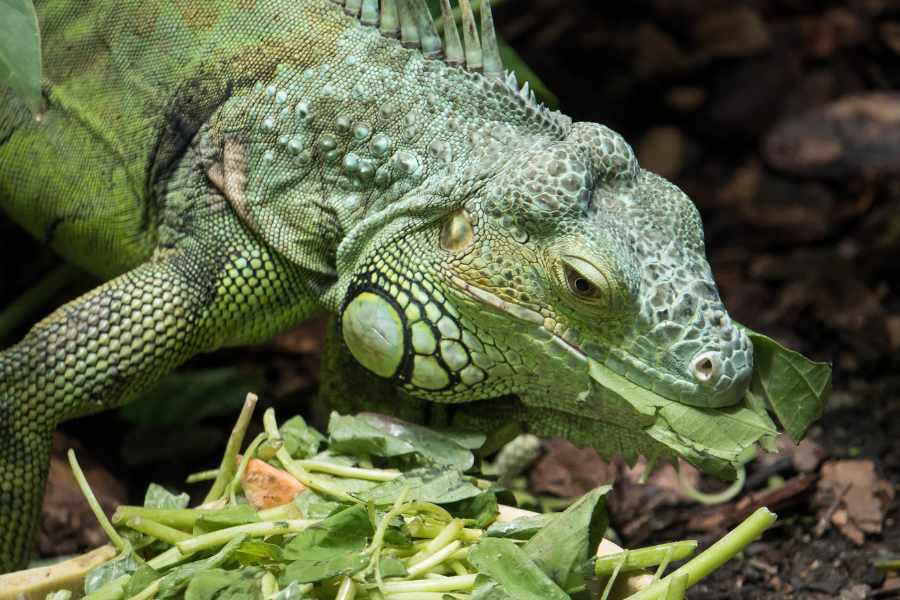 La dieta