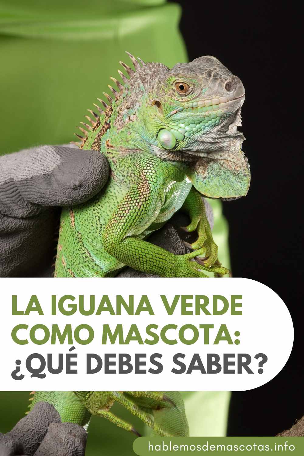 La iguana verde como mascota_ ¿Qué debes saber